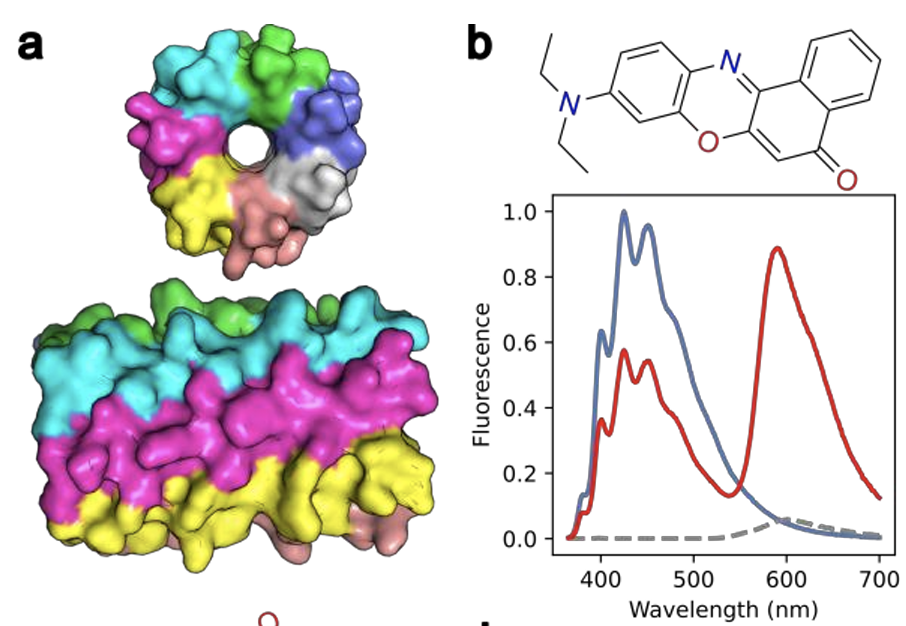 NEW PAPER: Confinement and Catalysis within De Novo Designed Peptide Barrels